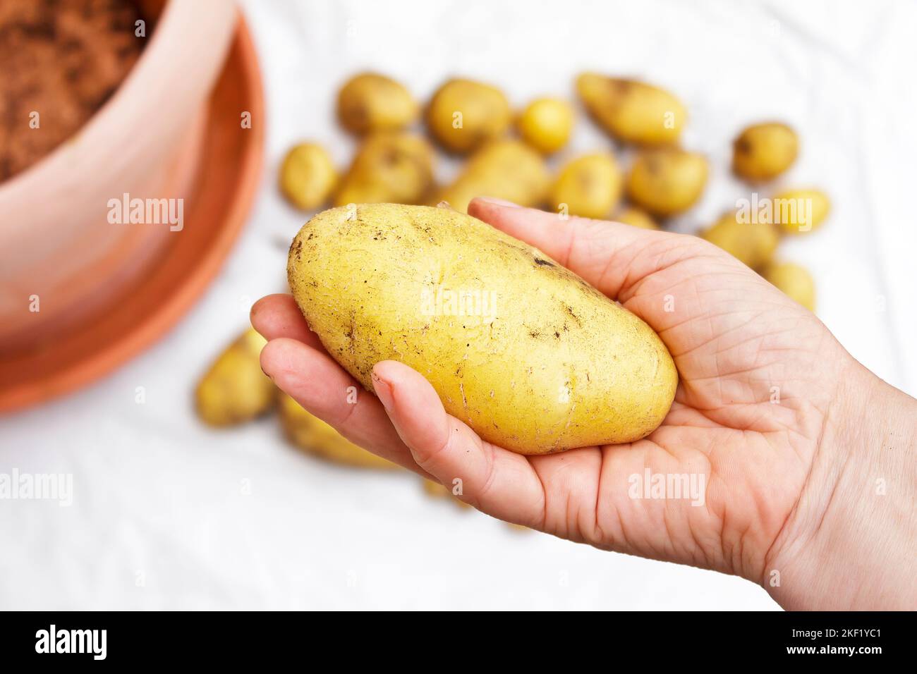 Photo series about growing potatoes in containers on balcony, patio or