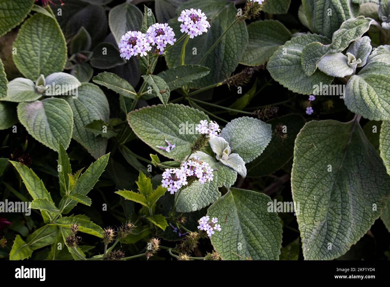 Coleus argentatus, Plectranthus argentatus Stock Photo