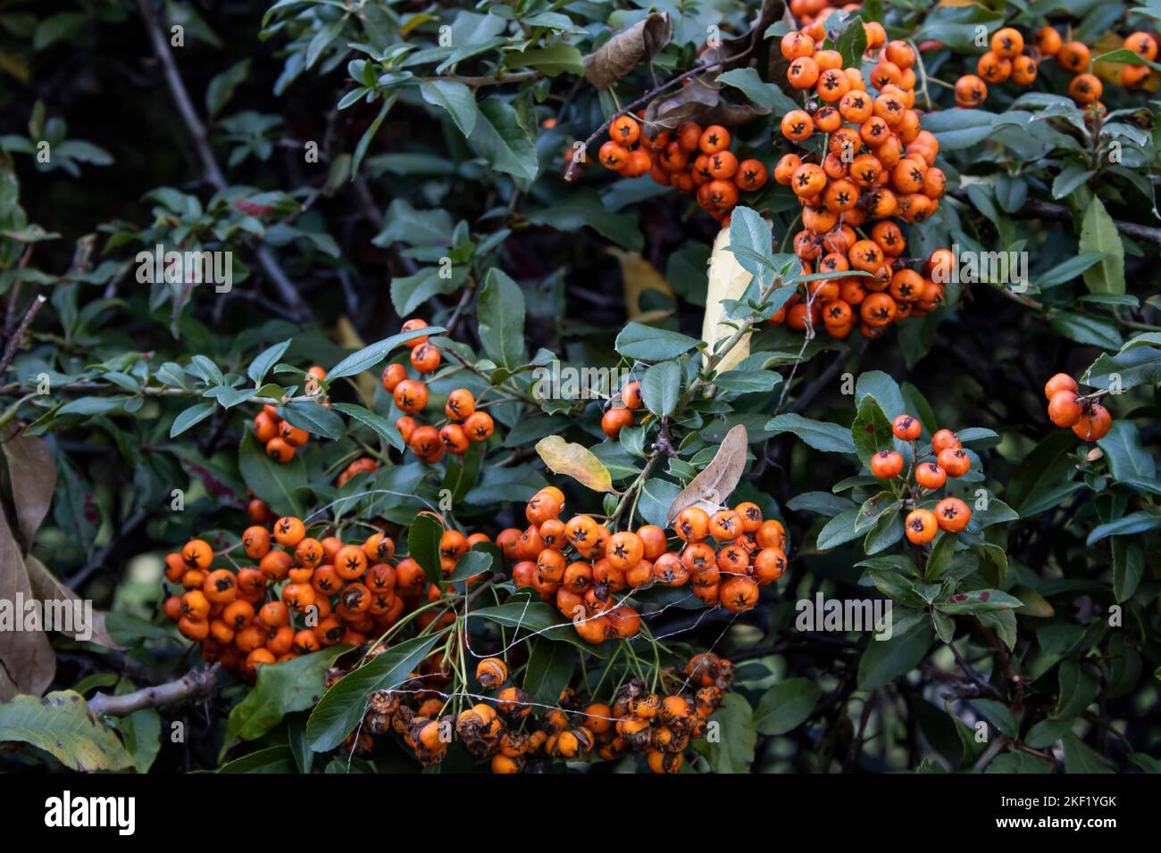 Pyracantha Teton / Firethorn orange Stock Photo