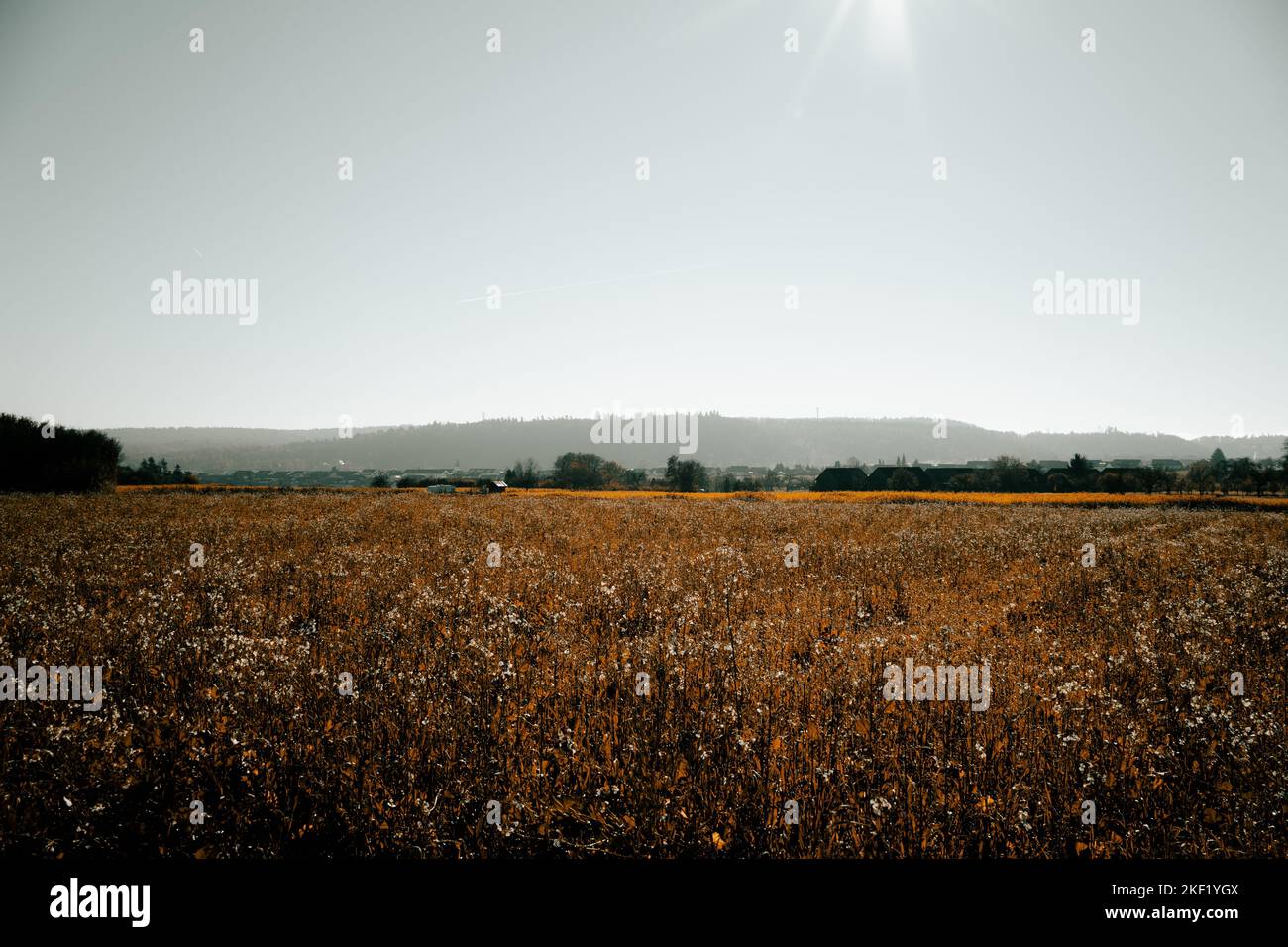 An aerial view of greenery field surrounded by trees Stock Photo - Alamy