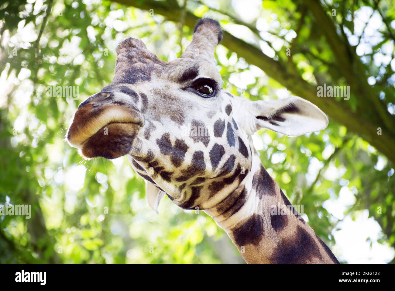 A big giraffe head portrait with angry facial expression looking down from top in front of green foliage. Stock Photo