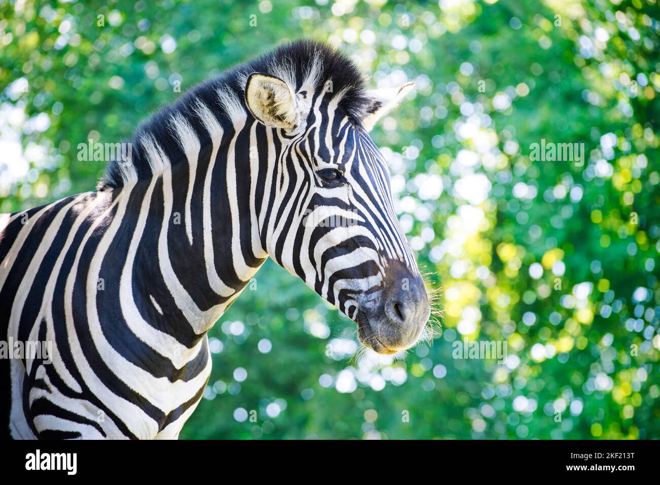 Zebra against green blurred foliage background Stock Photo