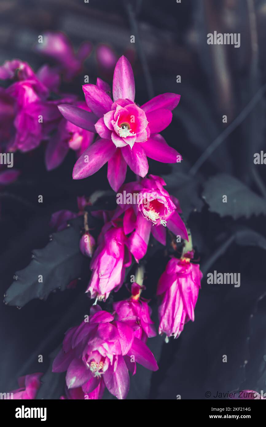 A vertical shot of delicate vibrant pink Disocactus phyllanthoides flowers on the blurred background Stock Photo