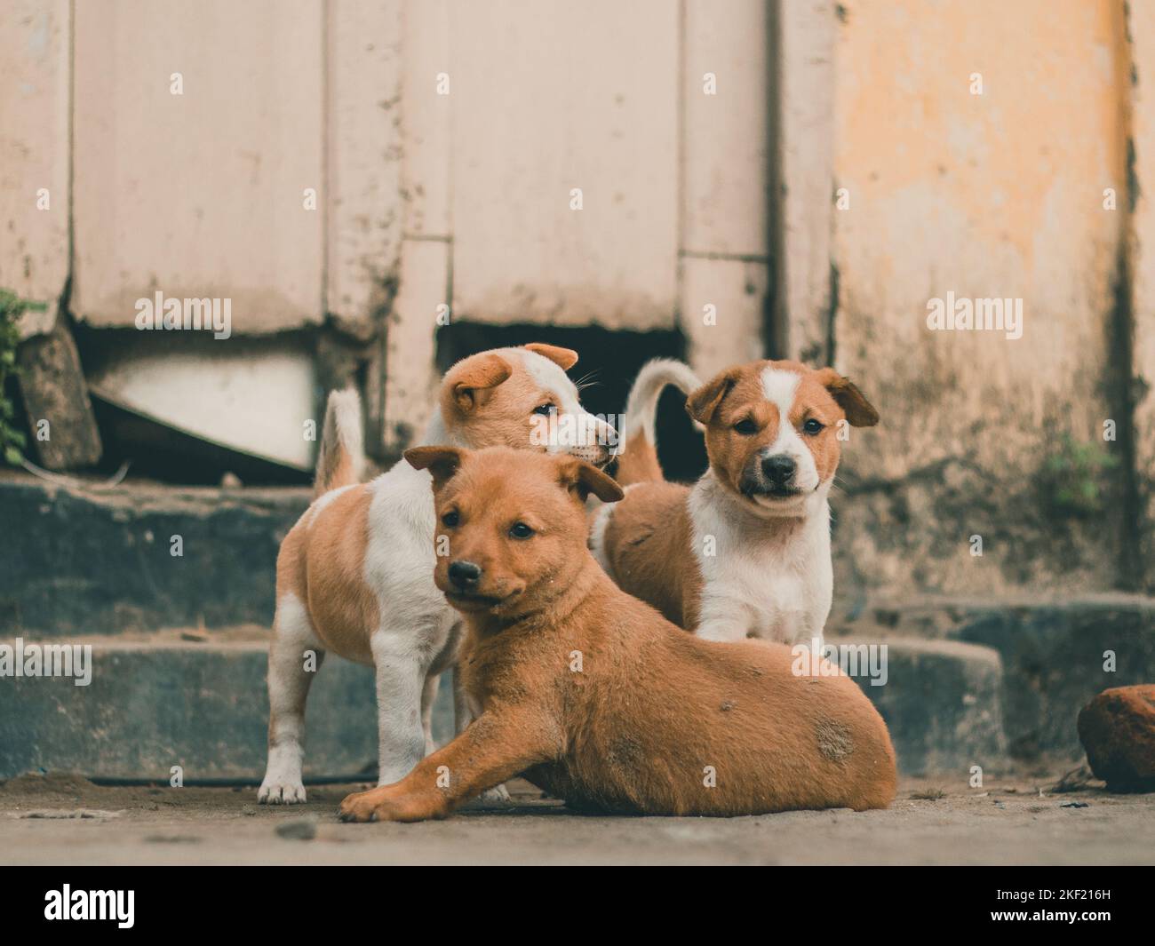 Cute Puppies Stock Photo