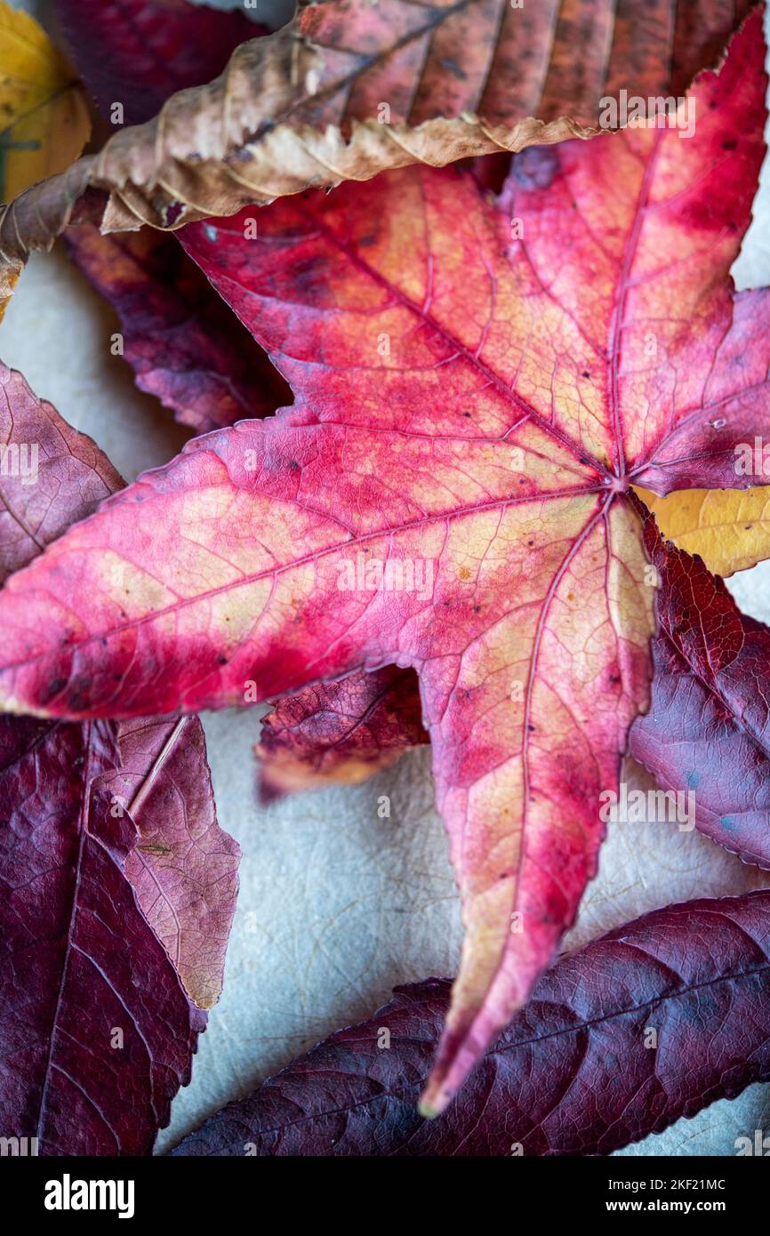 Colorful leaves hi-res stock photography and images - Alamy