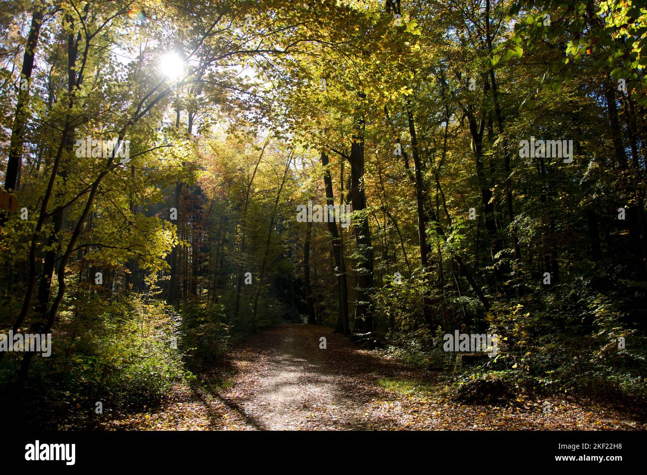 Waldweg im Herbstlicht Stock Photo