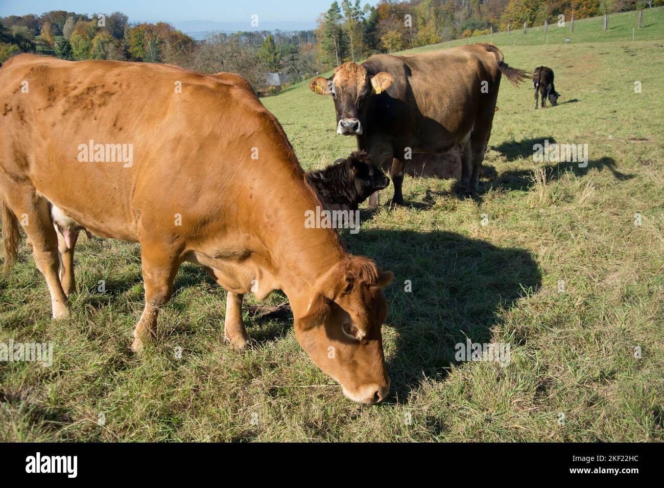 Weidende Mutterkühe mit Kälber in Bettingen BS Stock Photo