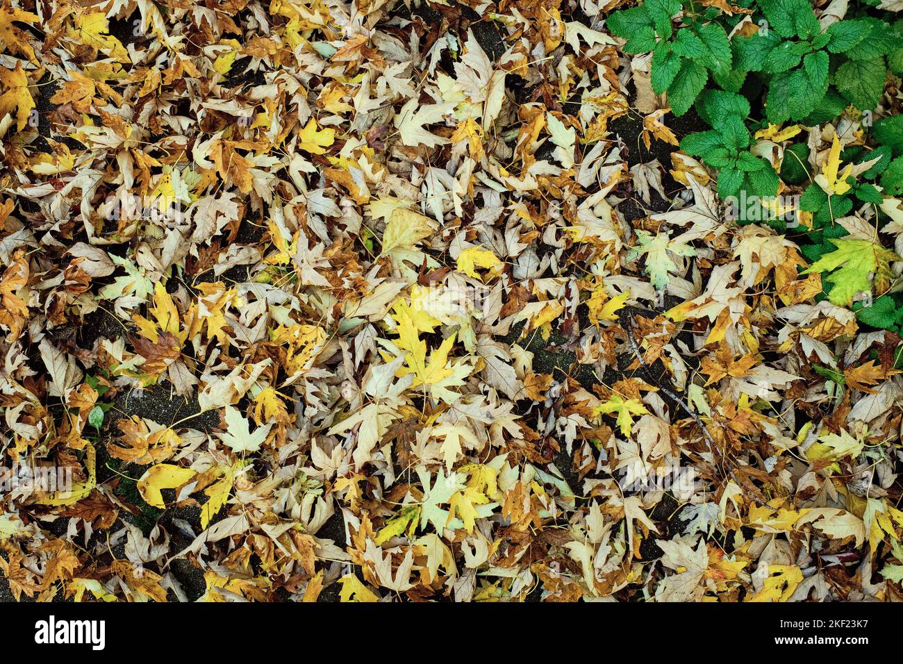 a thick mat of fallen yellow and orange leaves on the ground in the back yard in late autumn with a small patch of green mint plant leaves Stock Photo