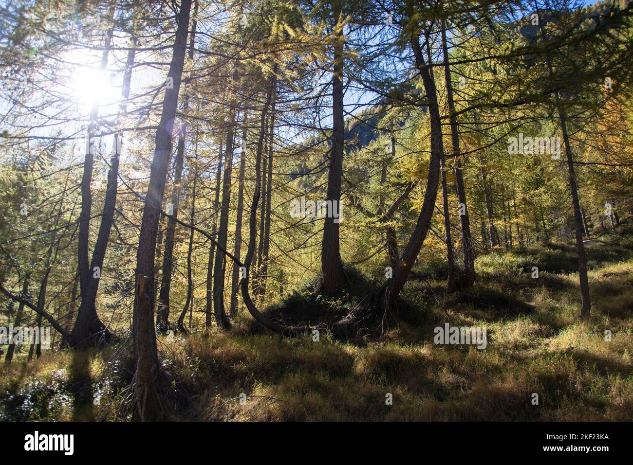 Herbstliche Lärchenwälder im abgelegenen und wilden Val Marcri im Tessin Stock Photo