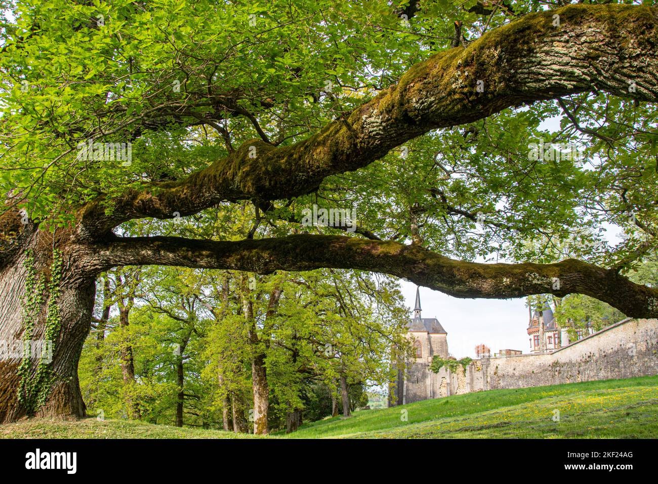 Mächtige Eichen rund um das Schloss Bournel in der Franche-Comté Stock Photo