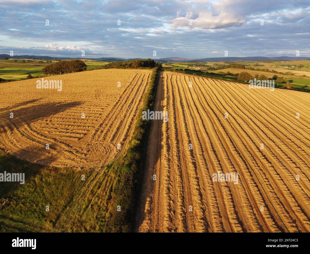 Aerial views of cut Barley in summer Stock Photo