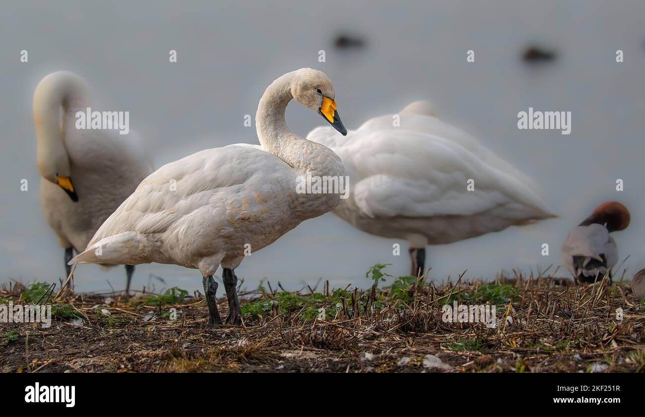 Whooper swans Cygnus cygnus busy cleaning and preening their feathers at a fenland location in East Anglia. Stock Photo