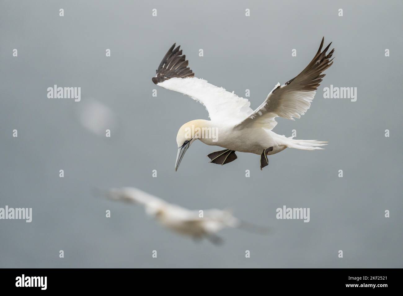 Northern Gannet Morus bassanus, an adult bird hangs in the air using wind updrafts from a cliff,Yorkshire, UK, September Stock Photo