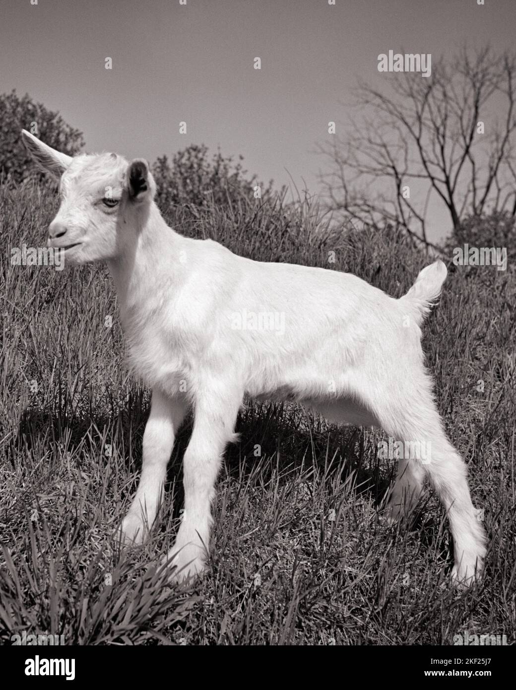 1940s ALL WHITE KID GOAT STANDING ON HILLSIDE - g5305 HAR001 HARS OLD FASHIONED Stock Photo