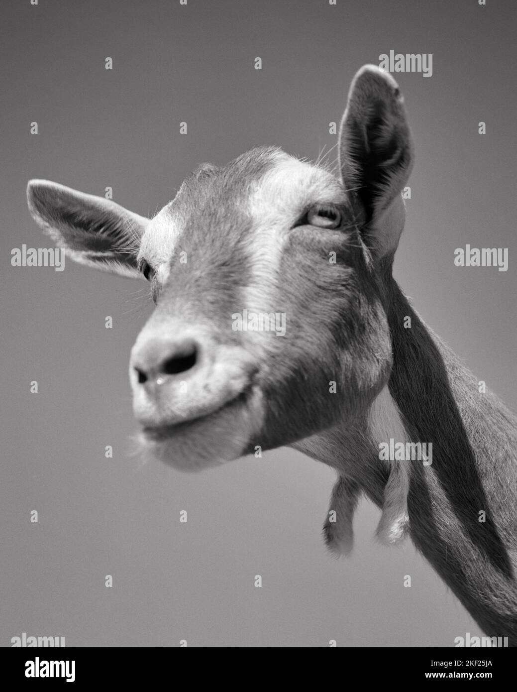 1950s 1960s TOGGENBURG GOAT BREED A DAIRY GOAT FROM THE EASTERN REGIONS OF SWITZERLAND NOW