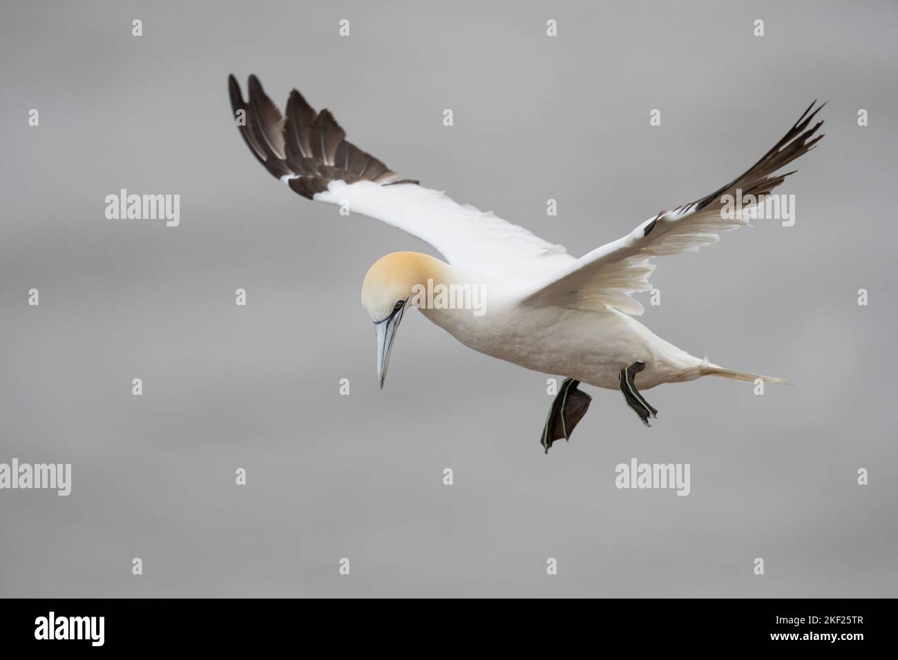Northern Gannet Morus bassanus, an adult bird hangs in the air using wind updrafts from a cliff, Yorkshire, UK, September Stock Photo
