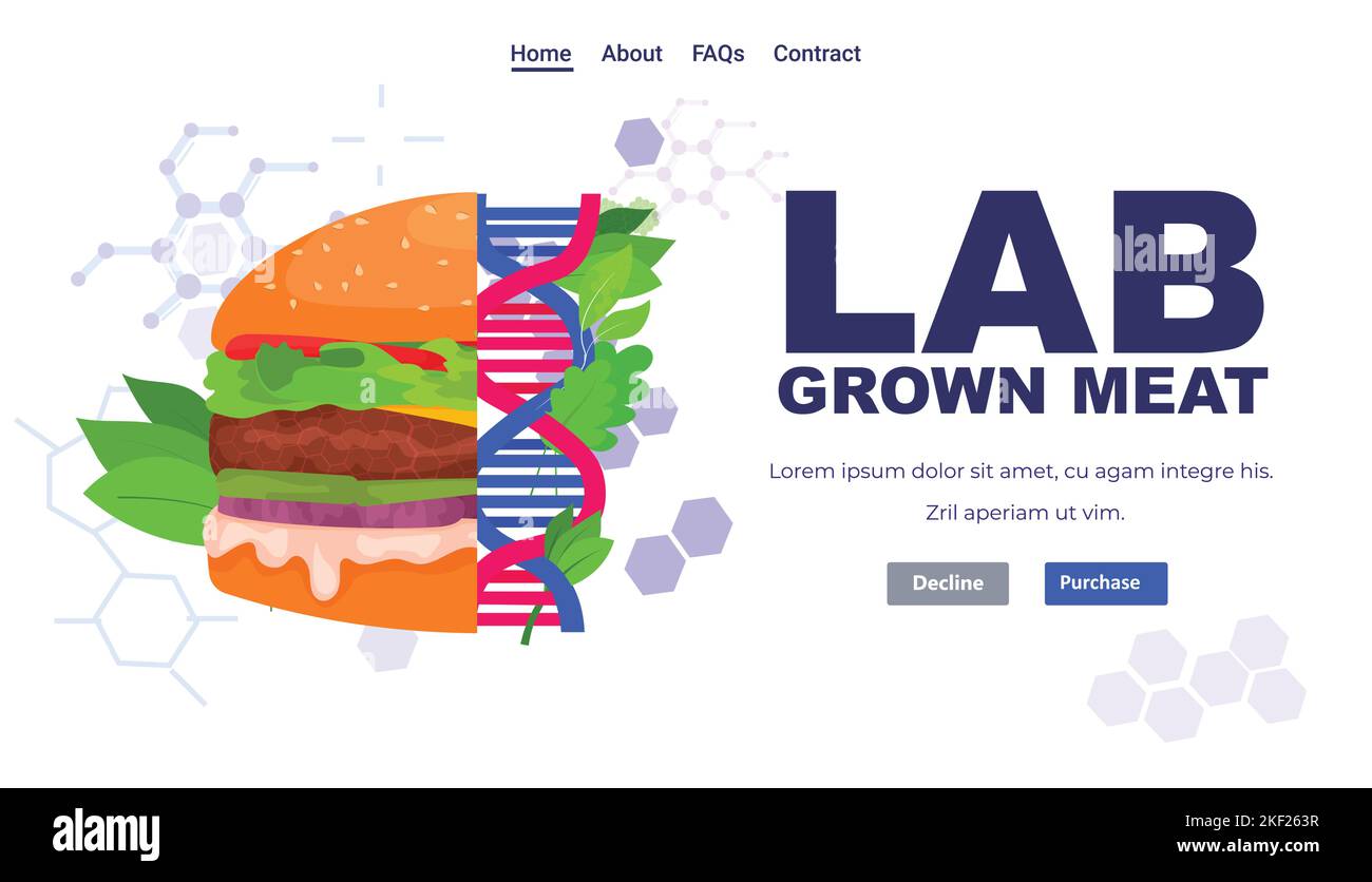 cultured beef burger made from animal cells artificial lab grown meat production concept Stock