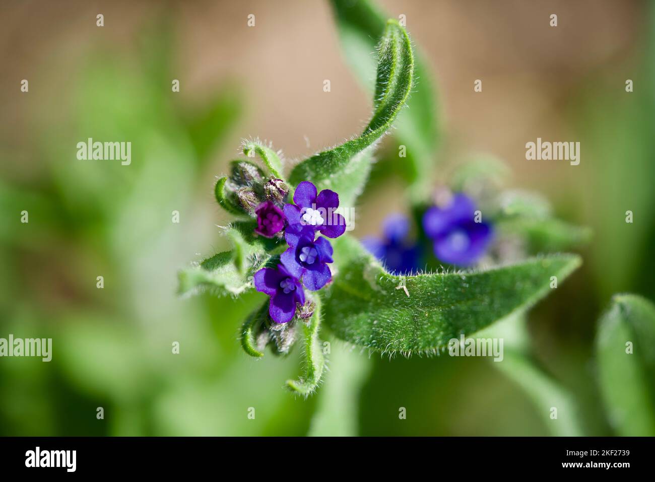 A closeup shot of blue common bugloss flowers with green leaves in a garden Stock Photo