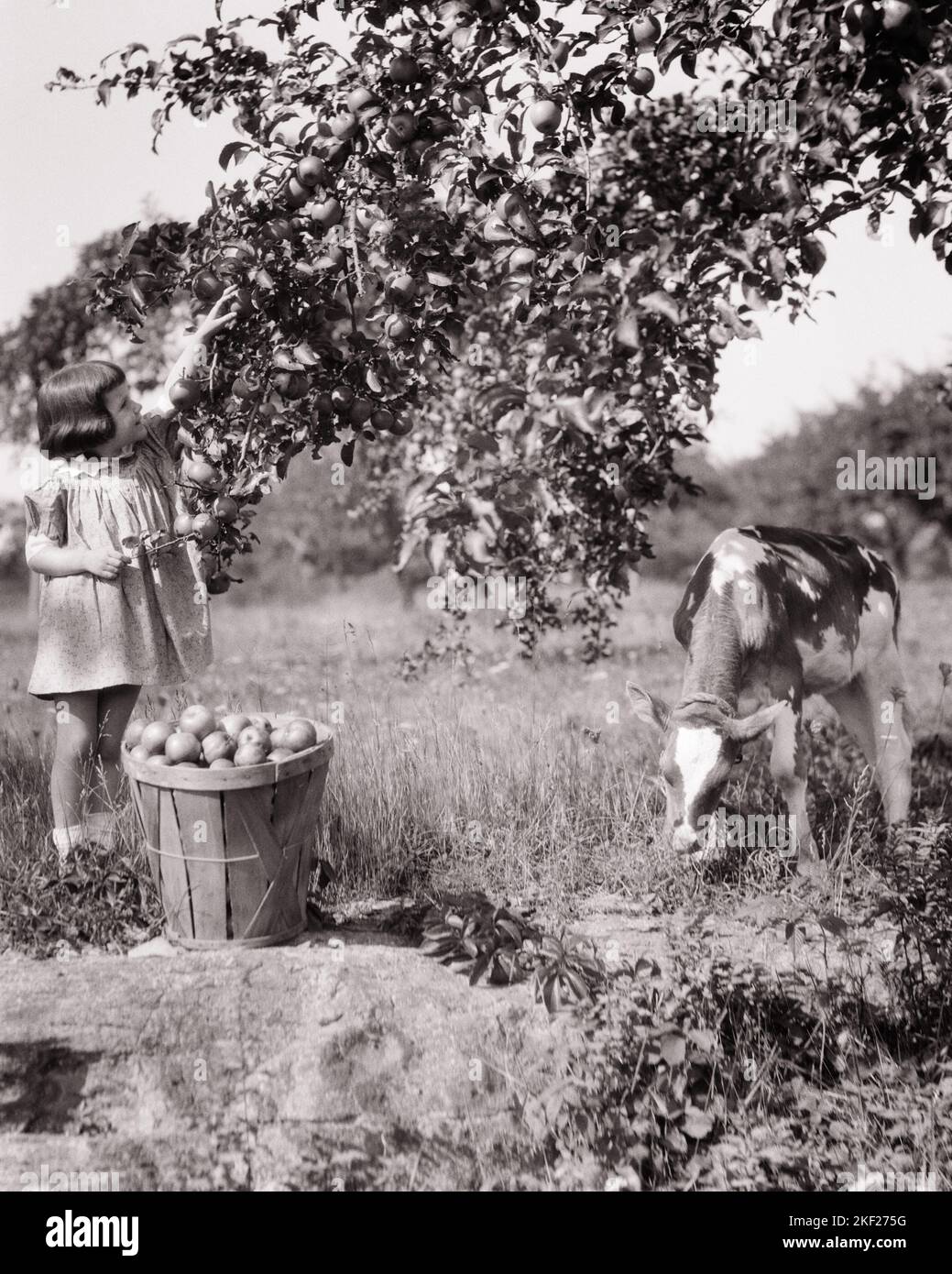 1920s 1930s FARM BOY WEARING STRAW HAT AND OVERALLS SITTING ON LOG WITH  SPOTTED DOG FISHING IN POND - a4779c HAR001 HARS NOSTALGIA OLD FASHION 1  JUVENILE POLE FRIEND POND TEAMWORK HOLE