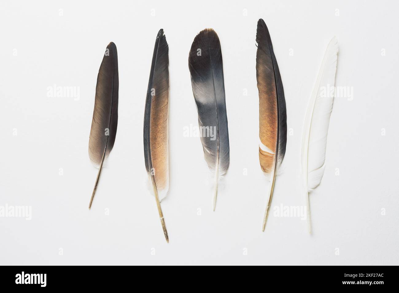 Bird pigeon feathers on a white background. Stock Photo