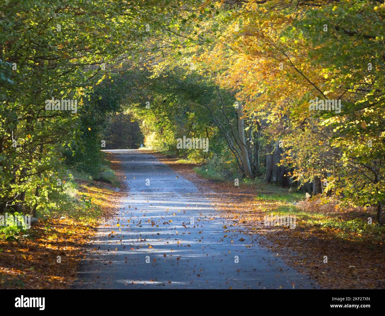 Country road and green and golden leaved trees in late summer time with ...