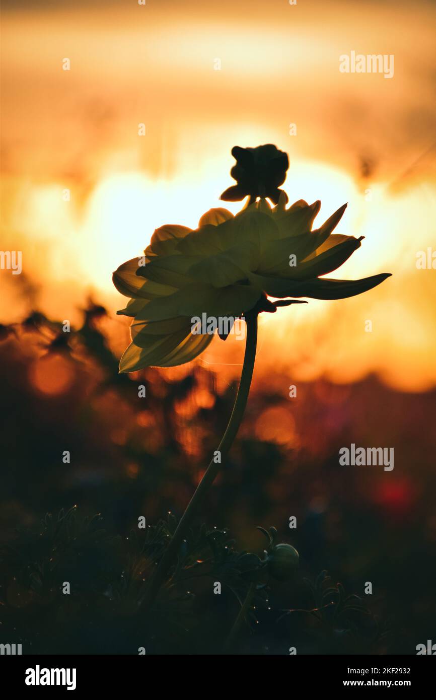Wild flower in golden hour Stock Photo Alamy