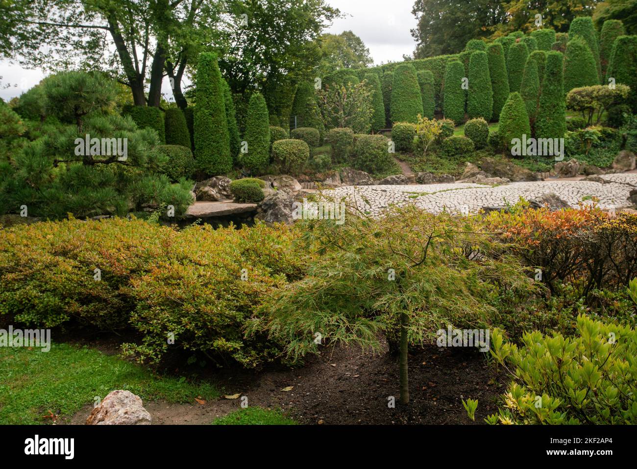 Small japanese maple dissectum and topiary thuja trees and garden path  in japanese garden in Bonn Stock Photo