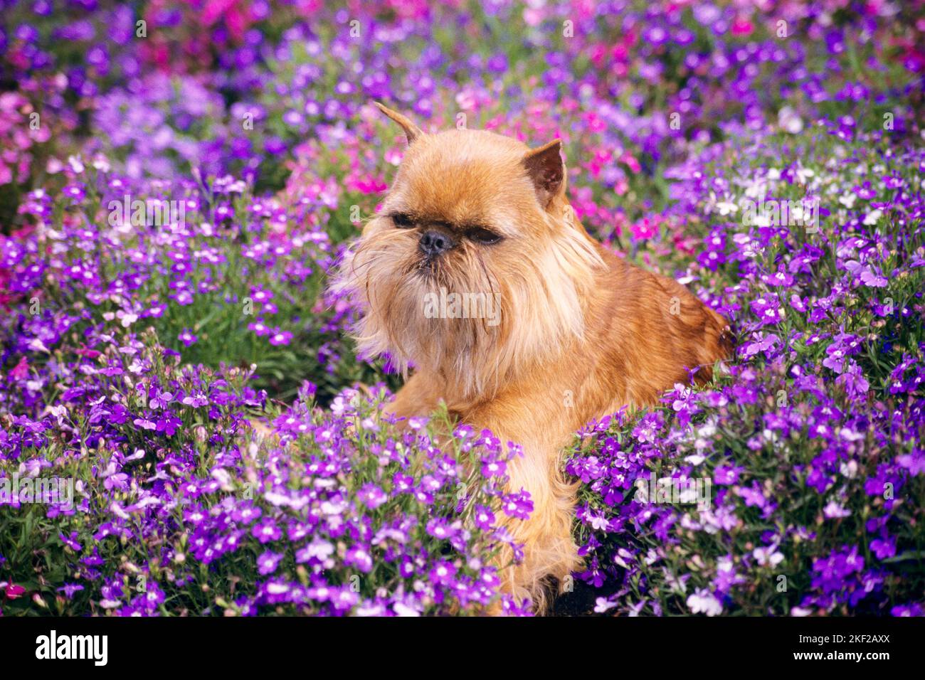 1990s BRUSSELS GRIFFON A BROWN GRIFFON BRUXELLOIS TOY DOG WITH BEARD AND CROPPED EARS SITTING IN A FLOWERS BED - kd6698 HFF002 HARS TOY DOG Stock Photo