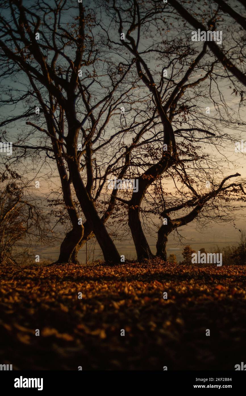 A beautiful view of autumn trees in a forest during sunset Stock Photo ...