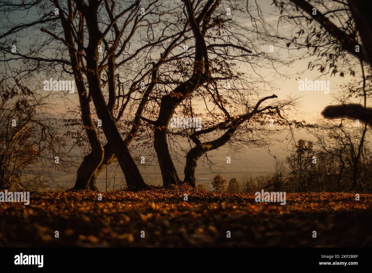 A beautiful view of autumn trees in a forest during sunset Stock Photo ...