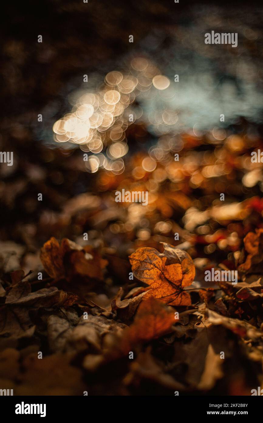 A closeup of autumn leaves on the ground in a forest during sunset ...