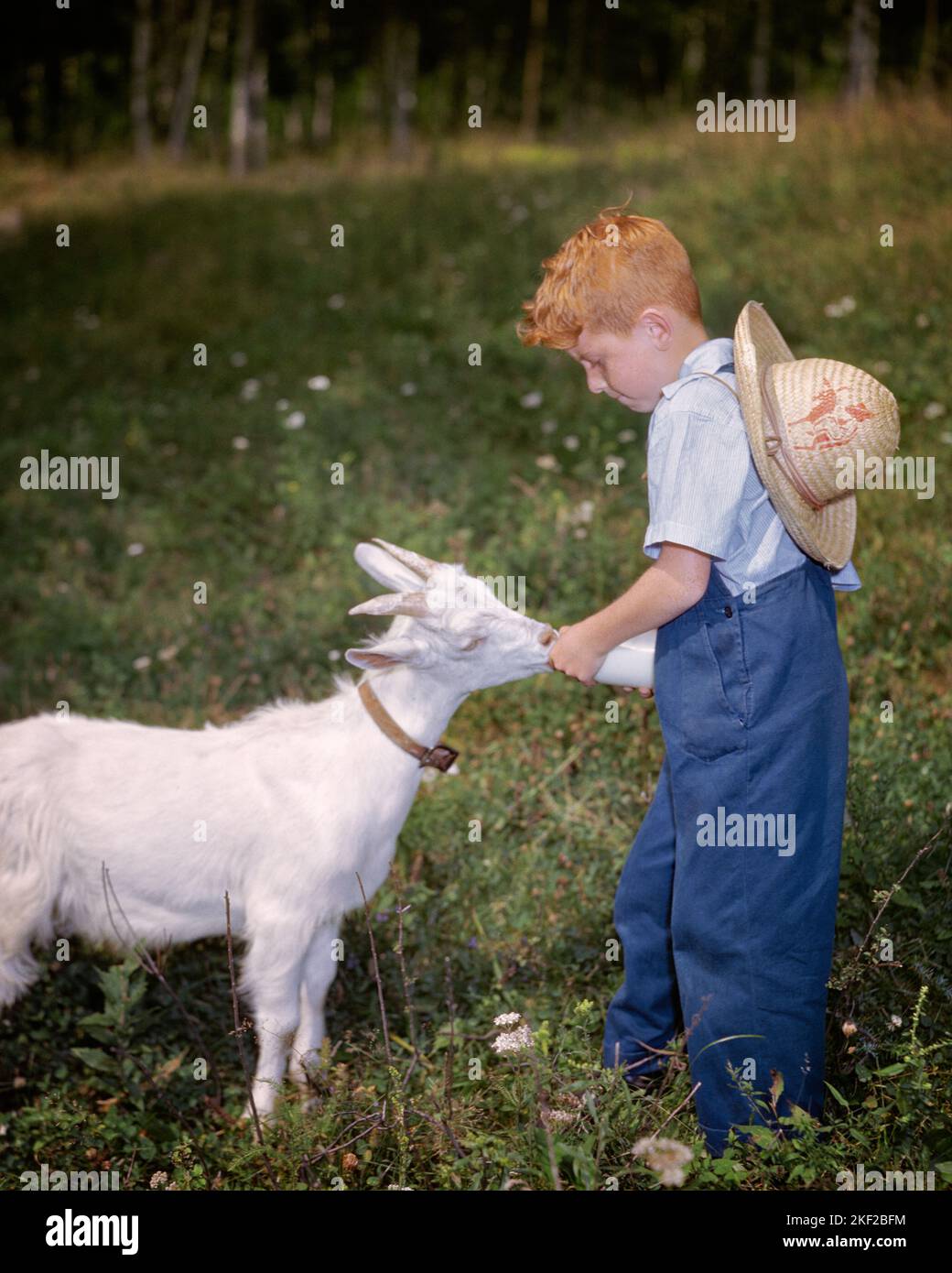 1960s RED HAIRED BOY FEEDING YOUNG WHITE GOAT KID WITH BOTTLE kg5225