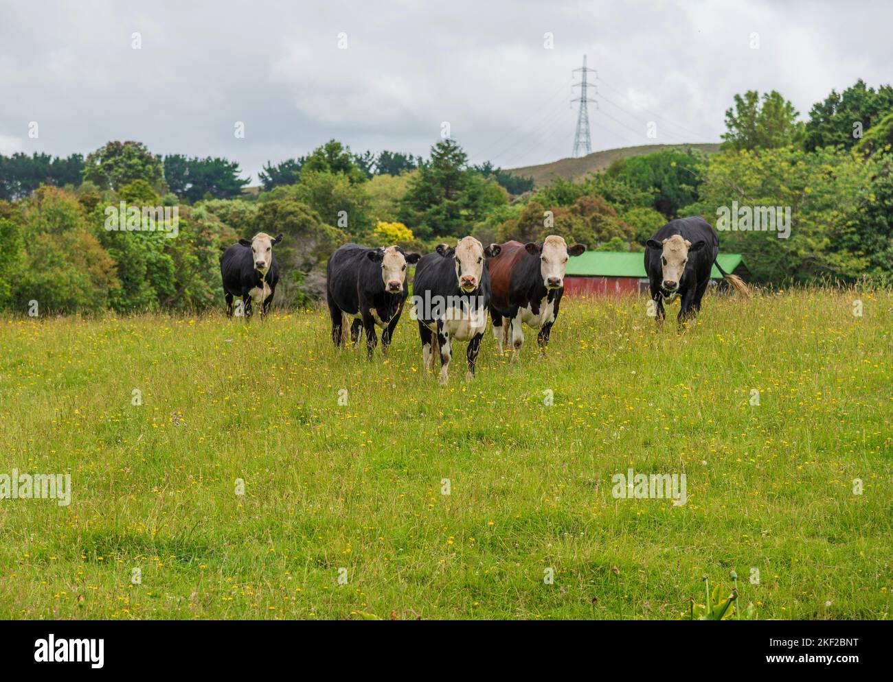 A beautiful view of cows grazing in a field with fresh grass and trees ...