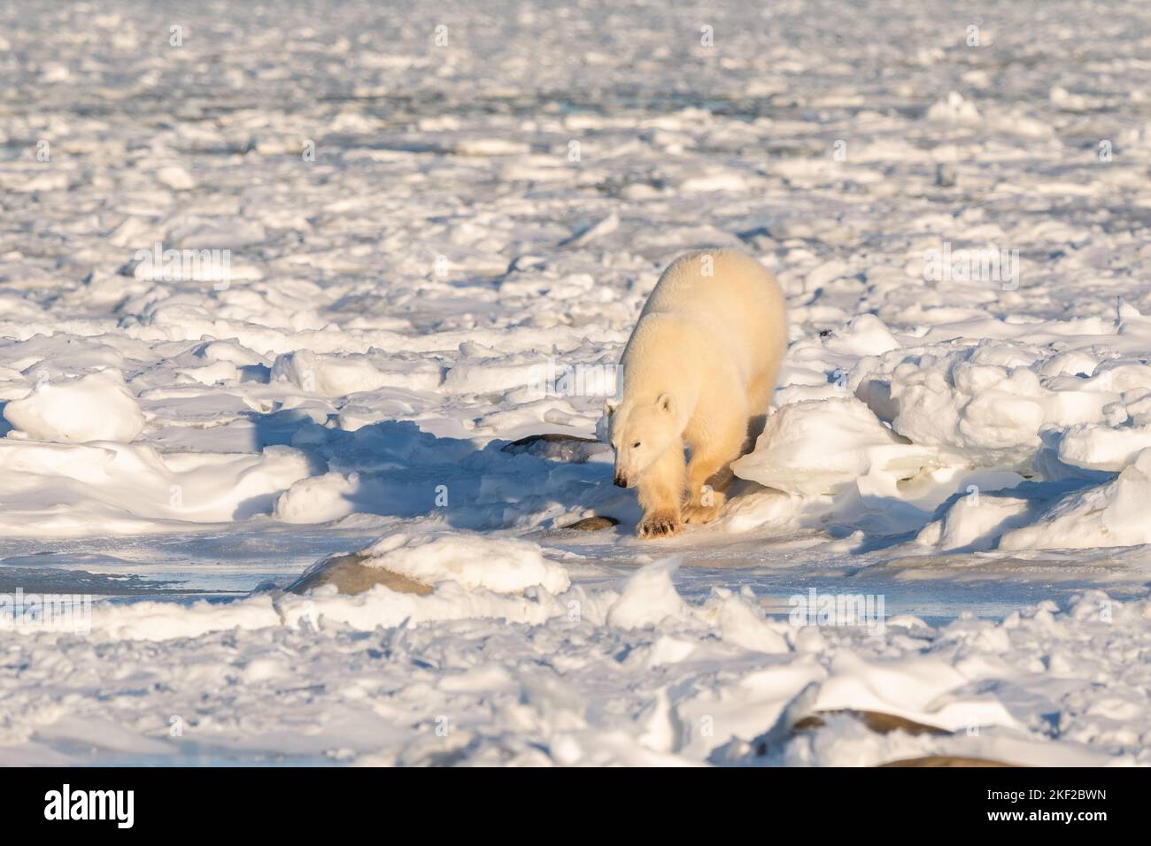 Polar bear on ice, Hudson Bay Stock Photo