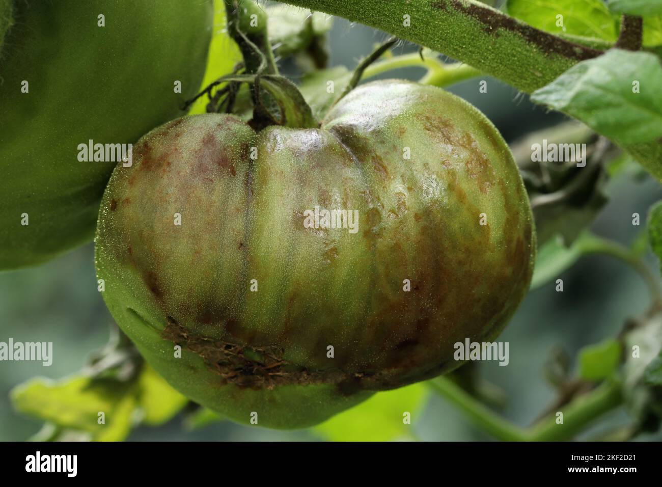 The tomato plant and unripe tomato are infected with late blight caused by fungus-like microorganism Phytophthora infestans. Stock Photo