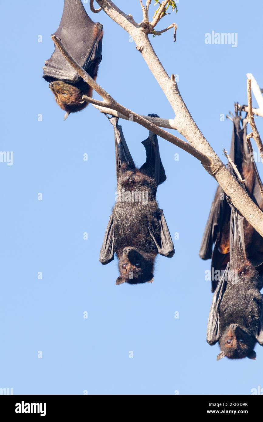 Flying Fox Native The grey-headed flying fox (Pteropus poliocephalus) is a megabat native ...