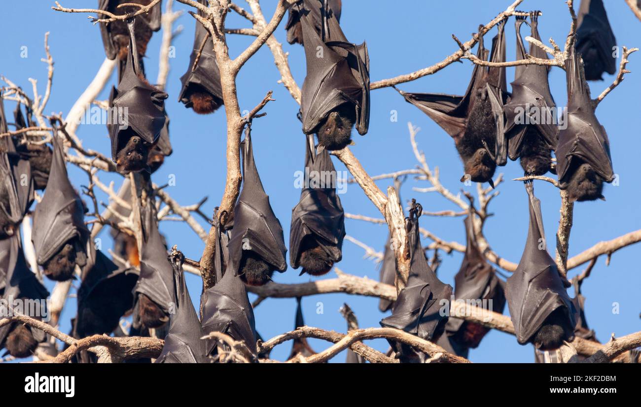 The grey-headed flying fox (Pteropus poliocephalus) is a megabat native to Australia. Flying-foxes feed on the nectar and pollen of native blossoms an Stock Photo