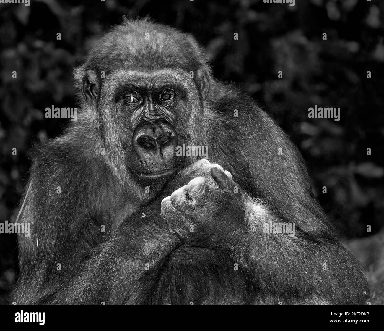 Gorillas are herbivorous, predominantly grounddwelling great apes that inhabit the tropical