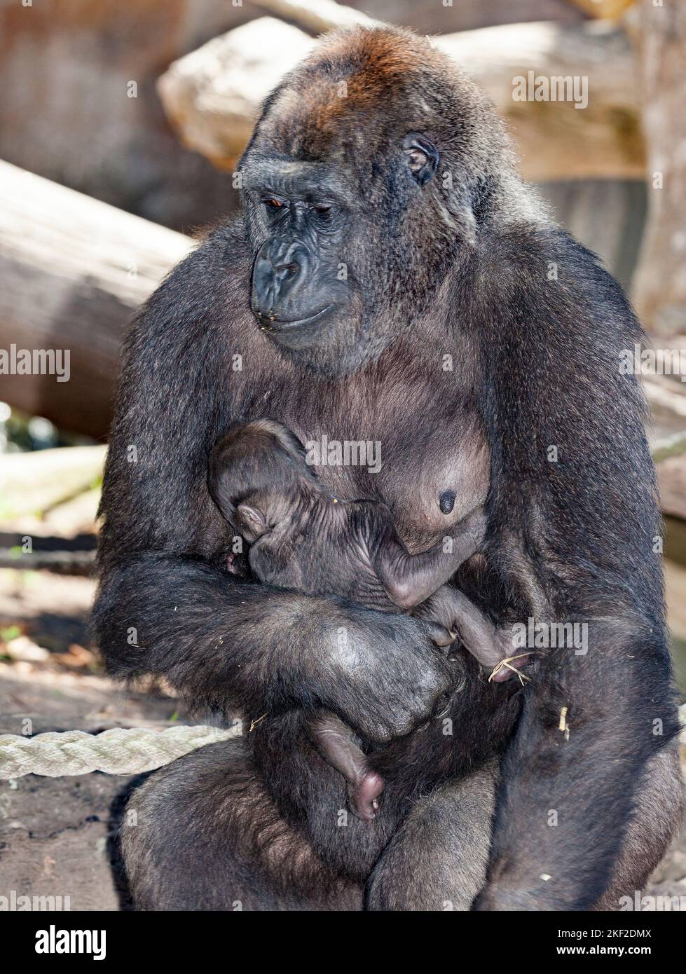 The Lowland Gorillas MoTher and Child Great Ape Statue