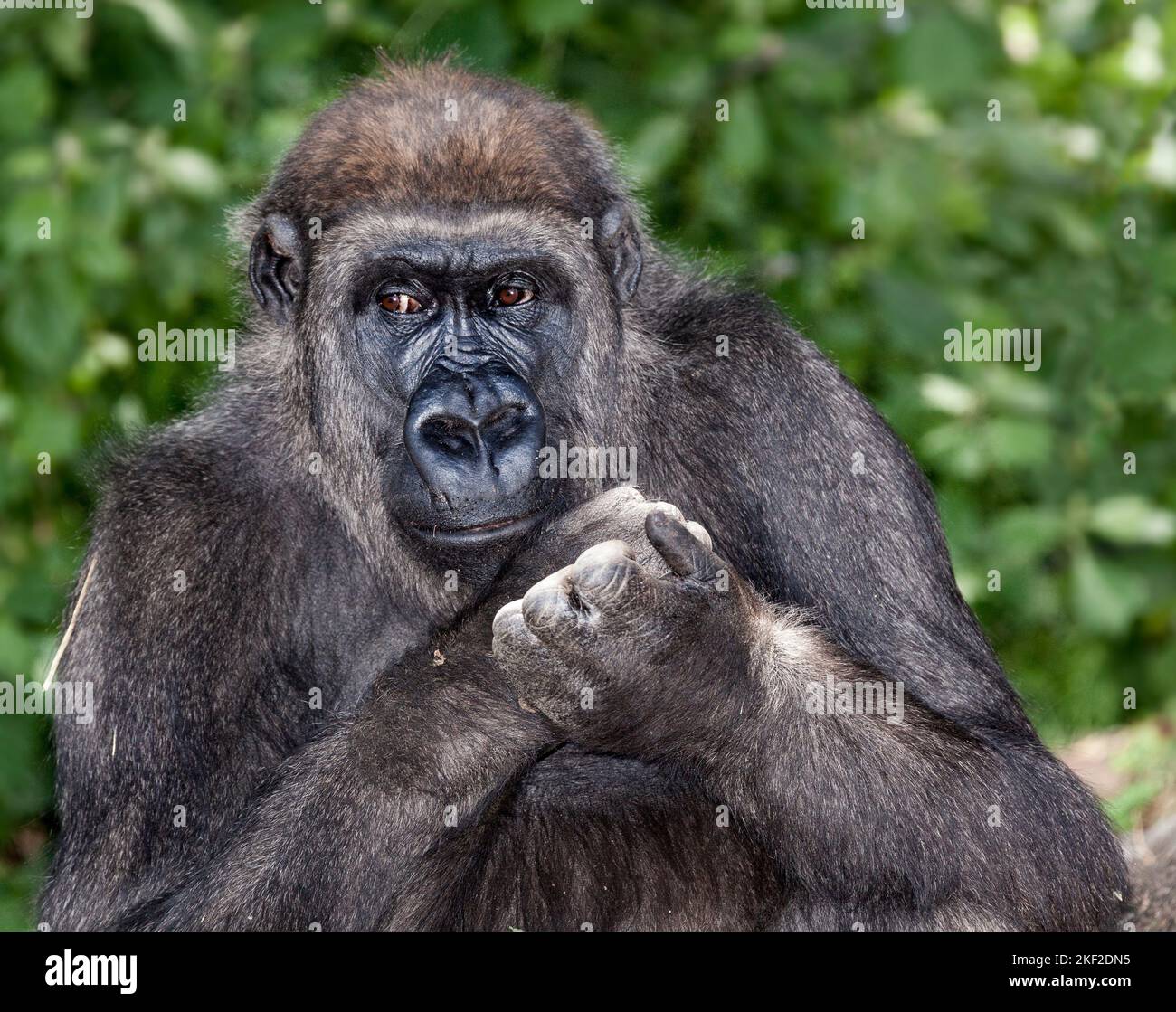 Gorillas are herbivorous, predominantly ground-dwelling great apes that inhabit the tropical forests of equatorial Africa. Stock Photo