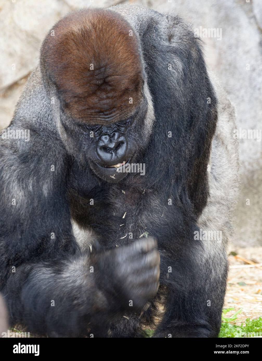 Gorillas are herbivorous, predominantly ground-dwelling great apes that inhabit the tropical forests of equatorial Africa. Stock Photo