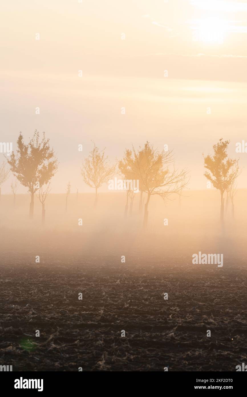Atmospheric and ethereal sunrise morning mist and fog amongst planted trees in the rolling, pastoral countryside landscape of the Hodonin District in Stock Photo