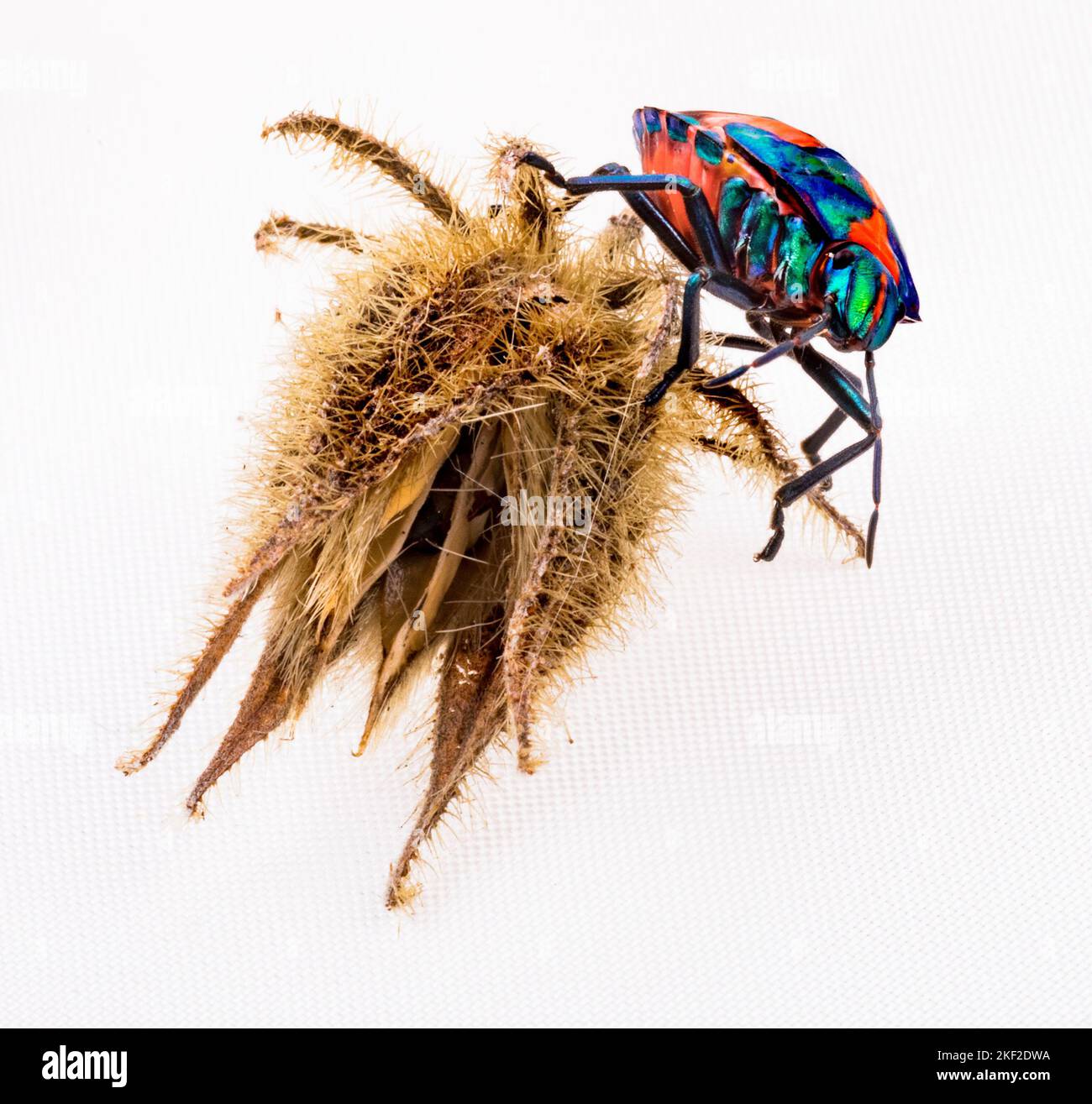 Tectocoris diophthalmus, commonly known as the hibiscus harlequin bug