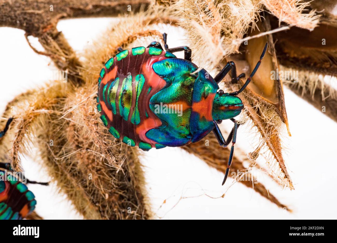 Tectocoris diophthalmus, commonly known as the hibiscus harlequin bug