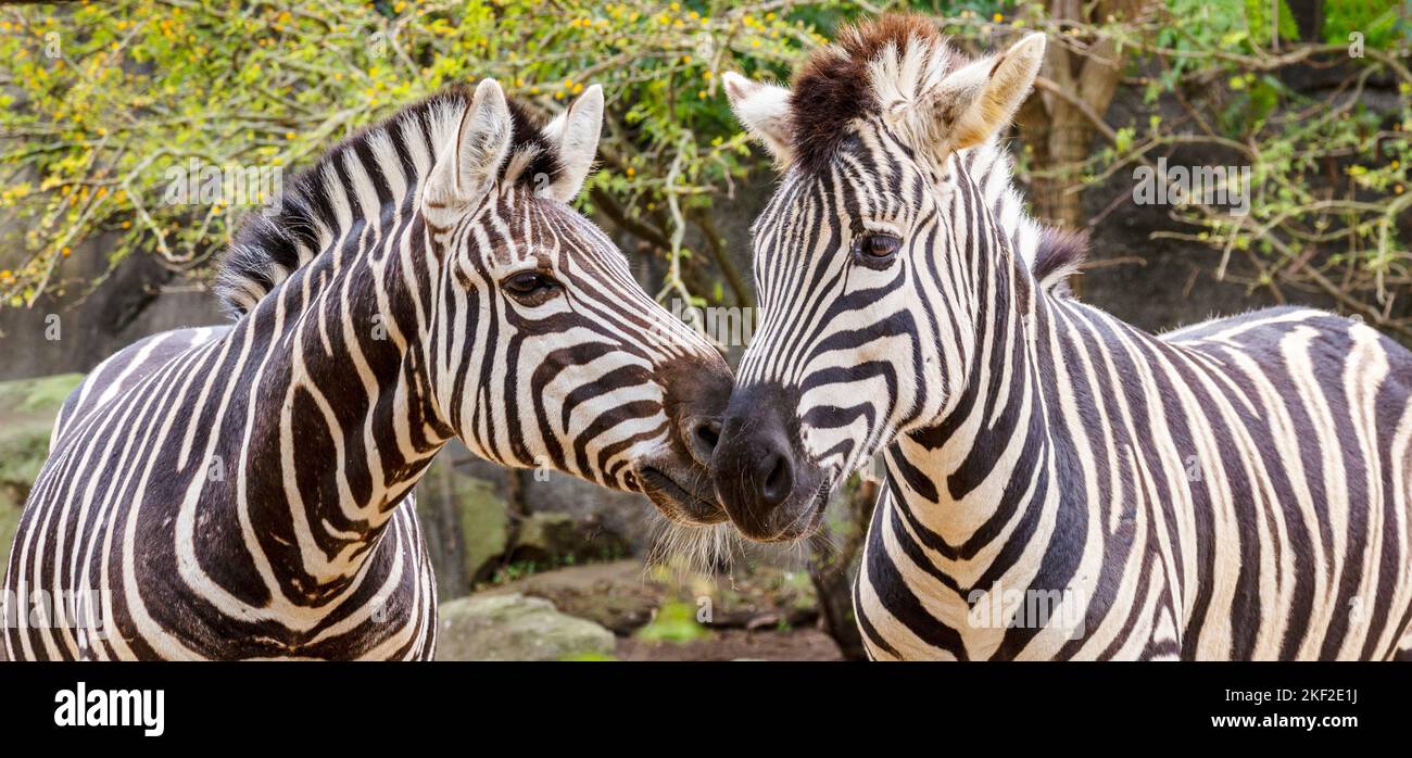 Zebra stripes come in different patterns, unique to each individual
