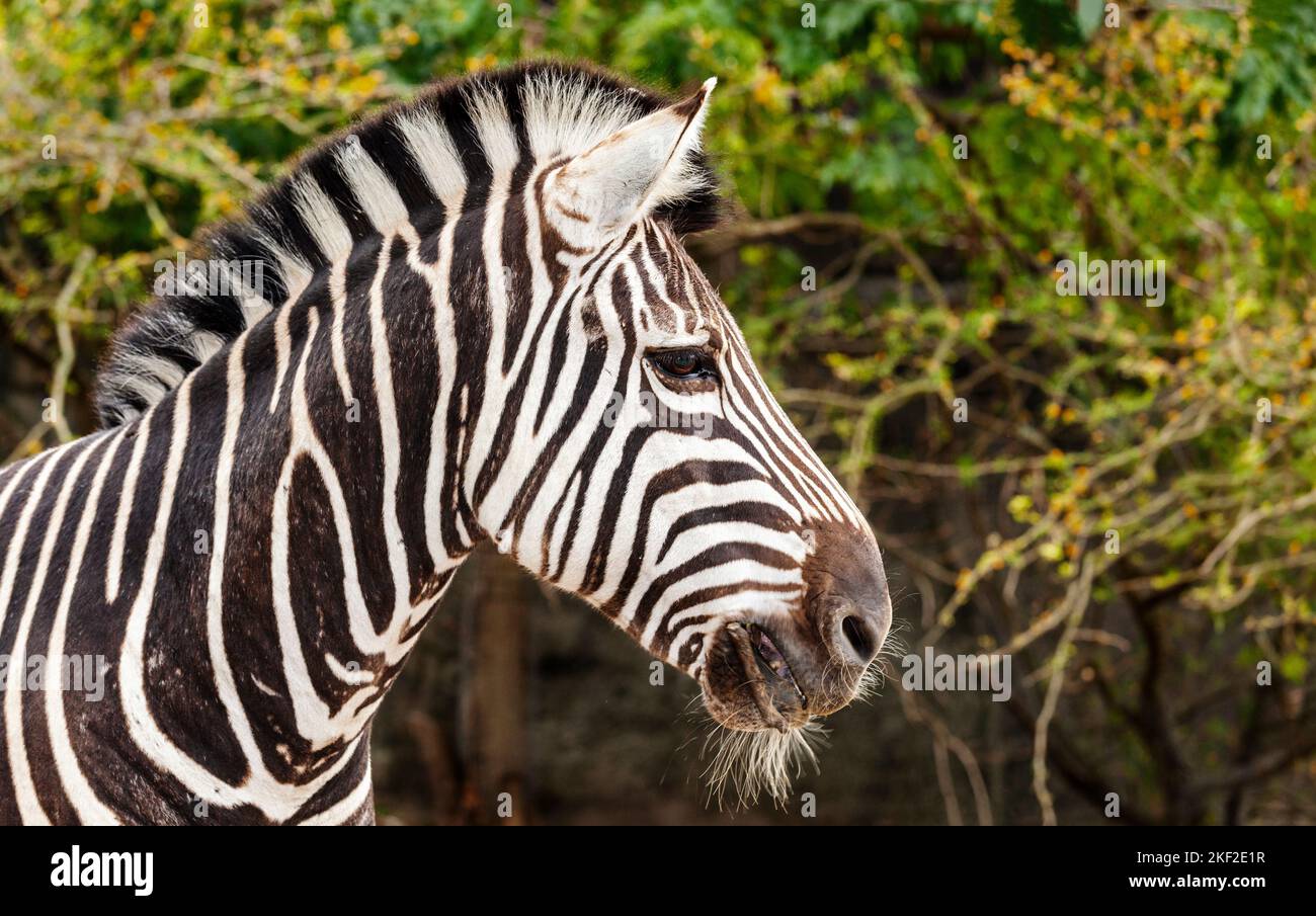 Elegant pattern hires stock photography and images Alamy