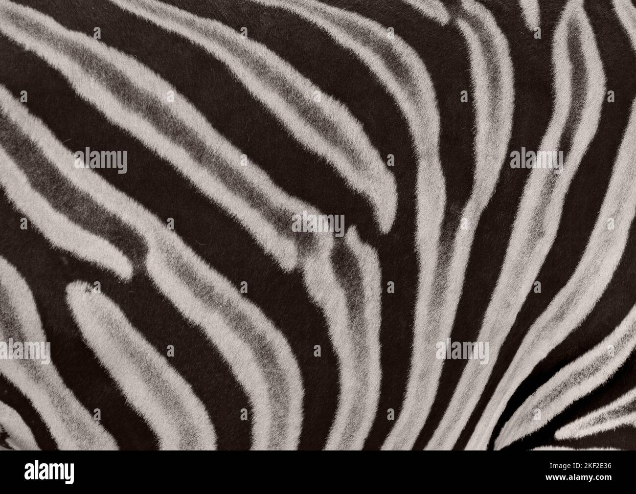 Zebra stripes come in different patterns, unique to each individual