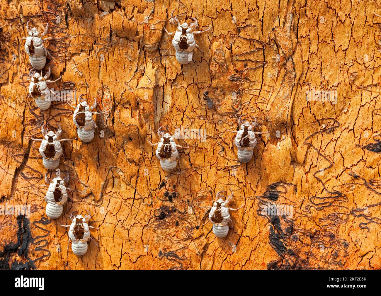 Cicadas are the loudest insects in the world and there are more than