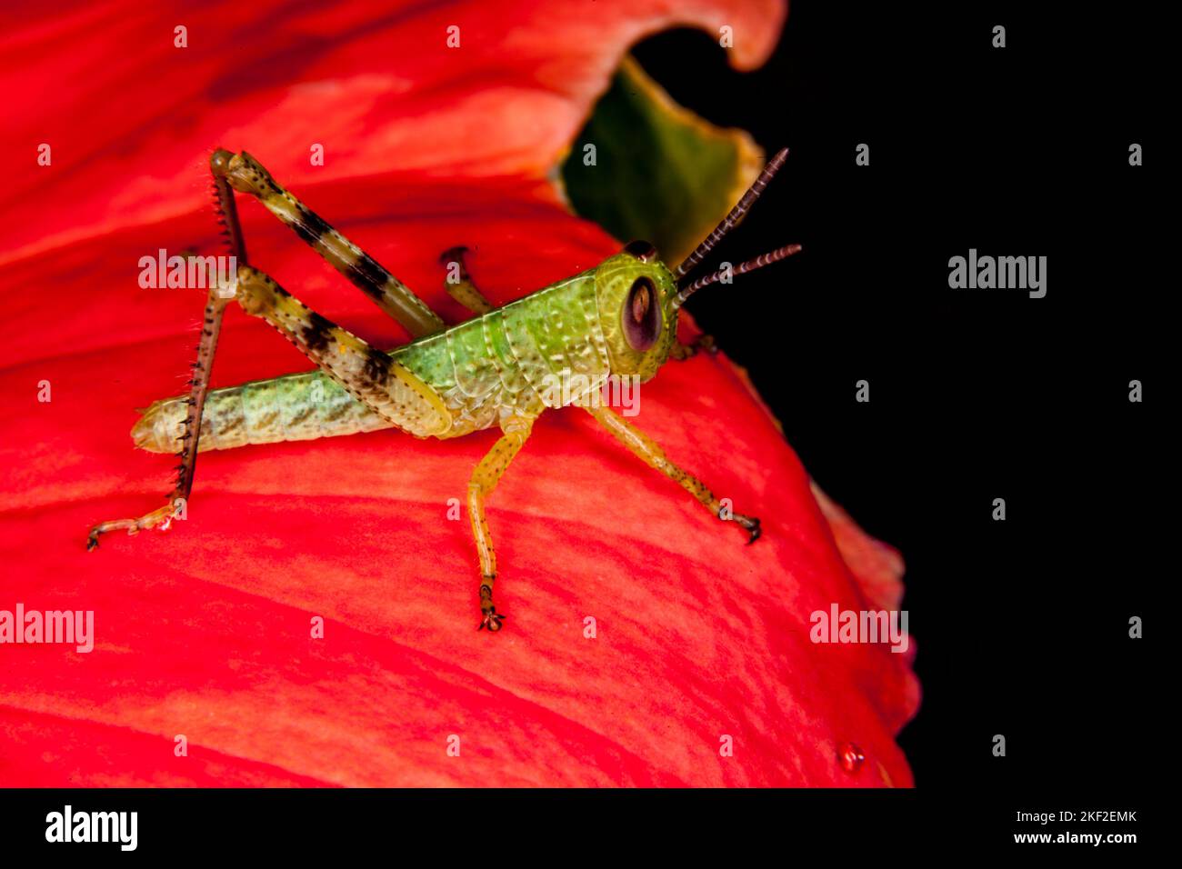 grasshopper on red hibiscus flower Stock Photo