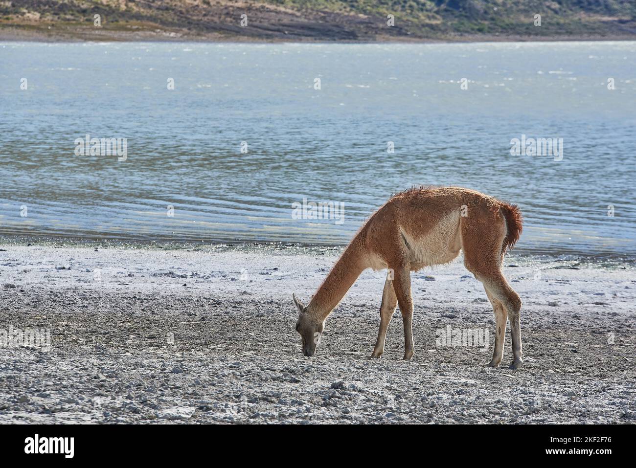 argentina basketball jersey jordan